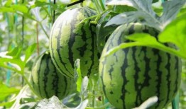 一丝凉爽吃瓜视频大全免费观看,免费观看一丝凉爽吃瓜视频大全